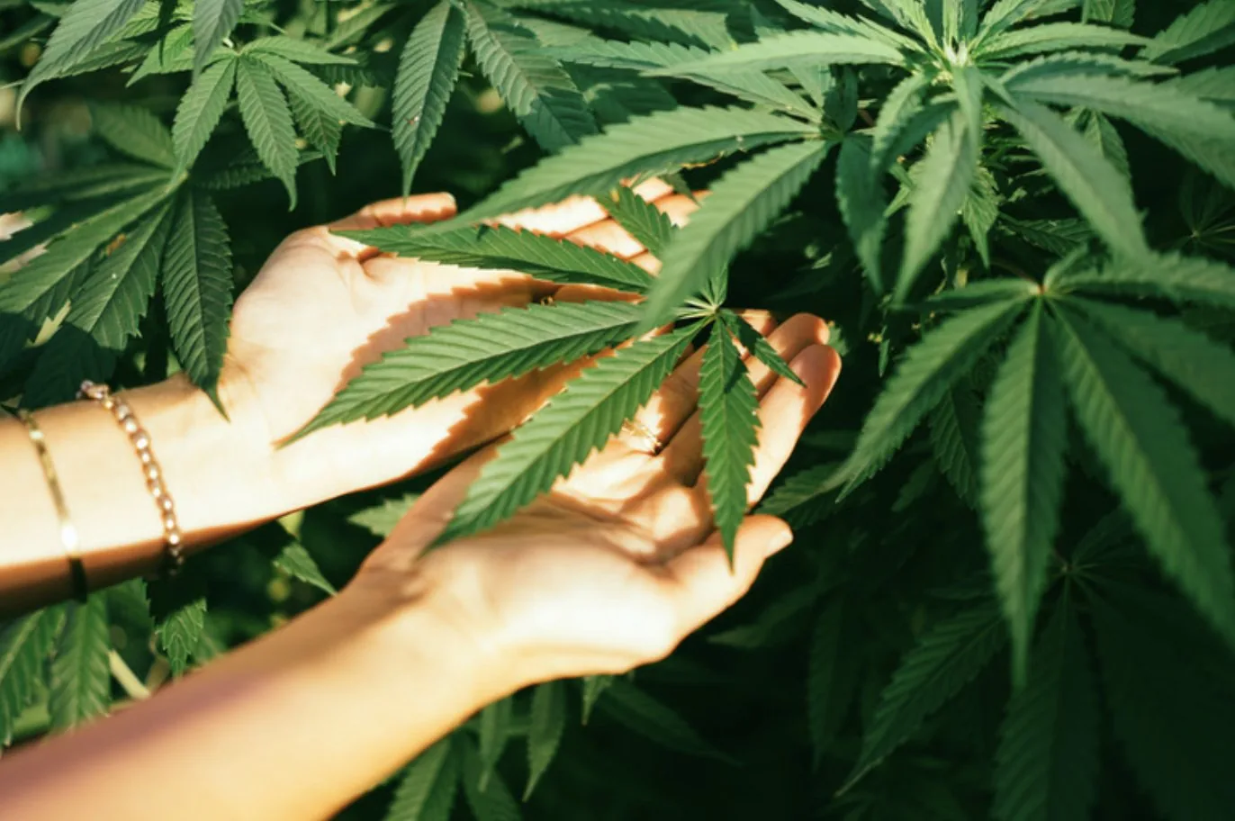 Dispensaries & Retail — Blackstone Insurance Services, Los Angeles CA