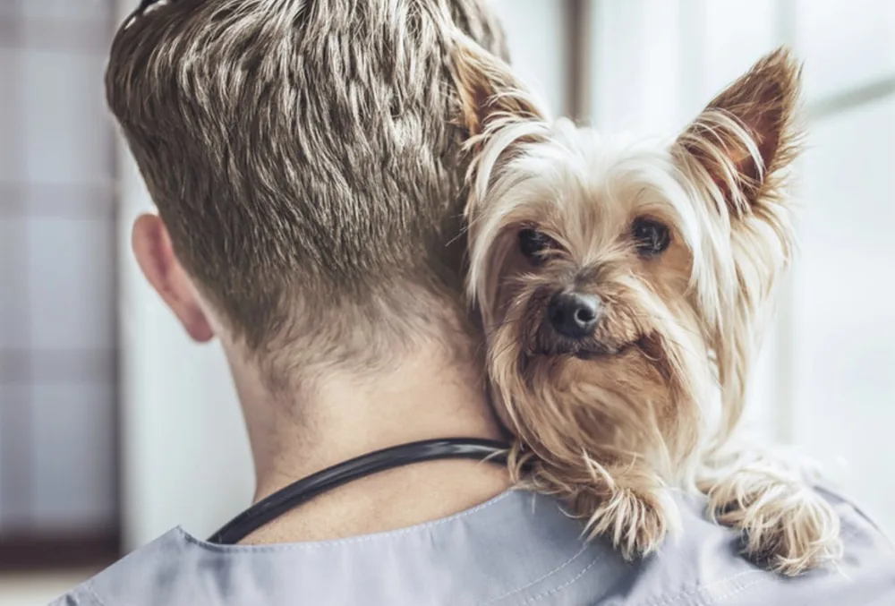Pet Insurance · Because pets are family ❤️ | Blackstone Insurance Services